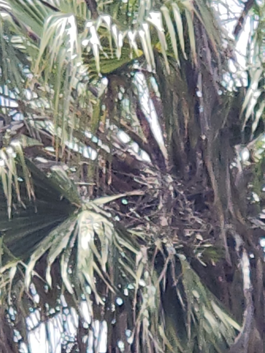 Red-tailed Hawk - ML619539369