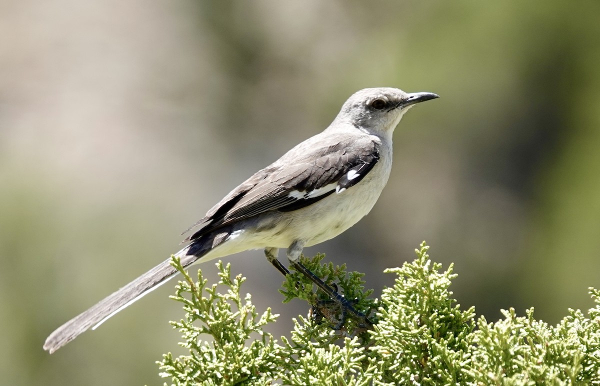 Northern Mockingbird - Raymond Ortiz