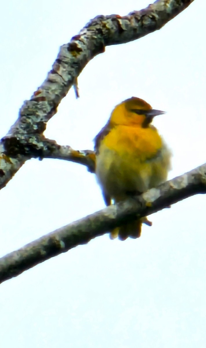 Bullock's Oriole - Curt Johnson