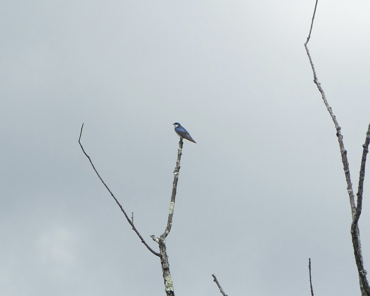 Tree Swallow - ML619539379