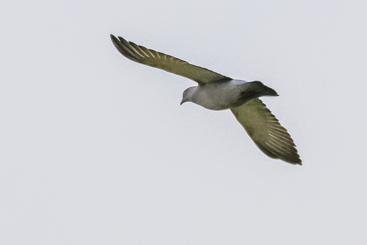 Spot-winged Pigeon - Amed Hernández