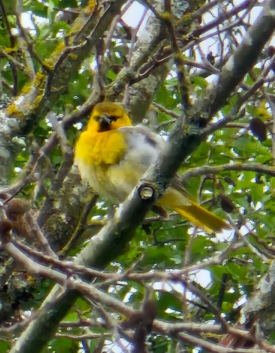 Bullock's Oriole - Curt Johnson