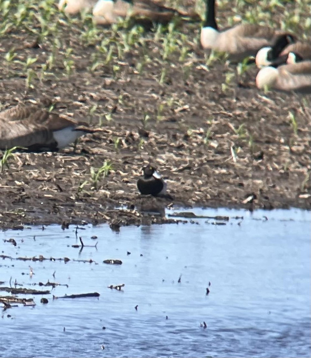 Lesser Scaup - Nathaniel Bowler