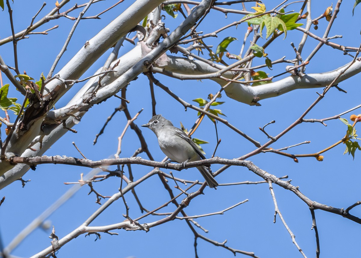 Plumbeous Vireo - Joe Ventimiglia