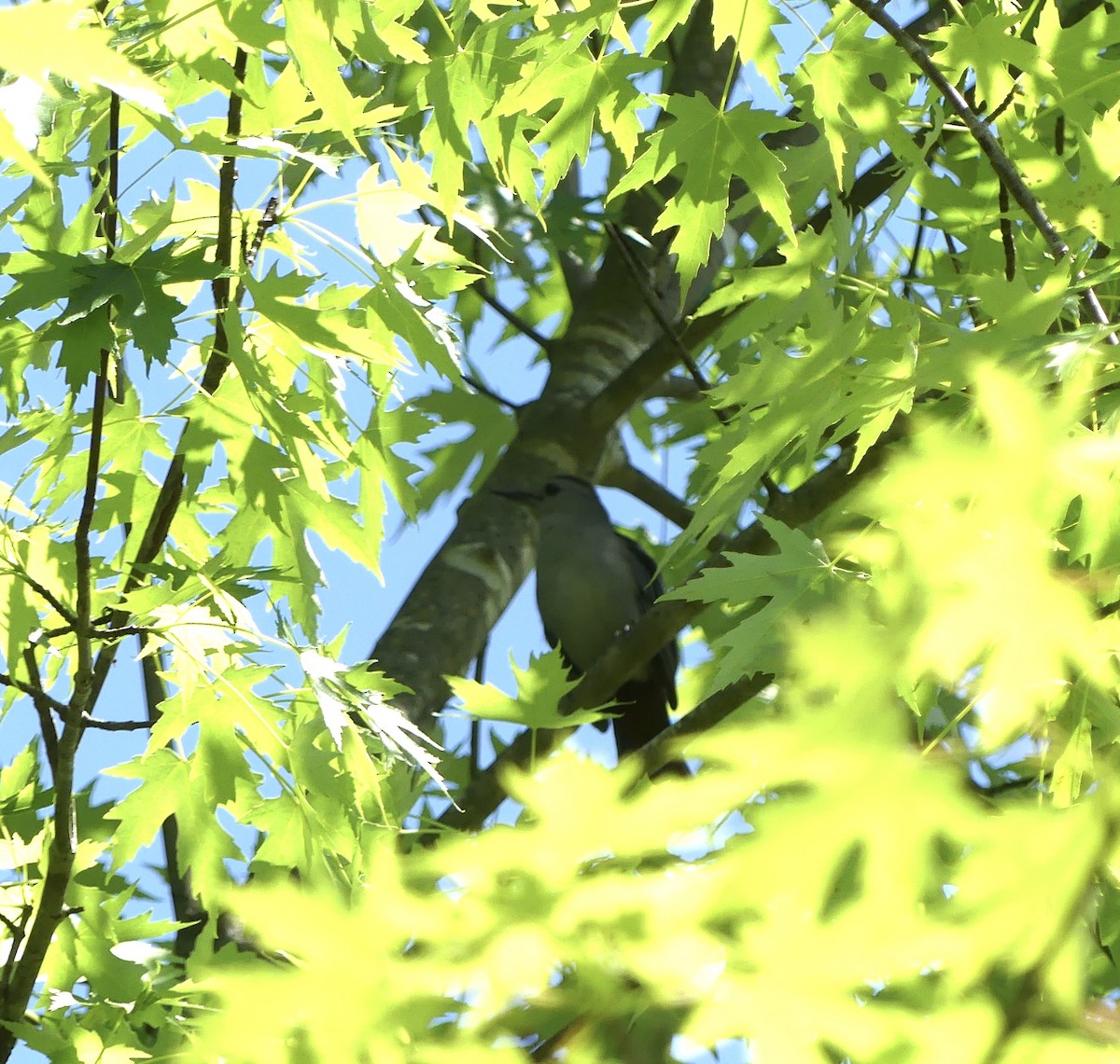 Gray Catbird - Harriet Bell