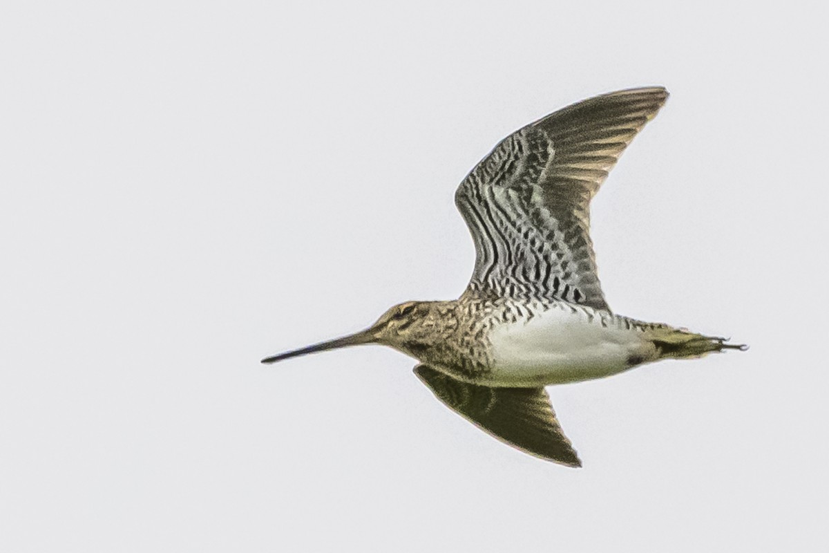 Pantanal Snipe - Amed Hernández