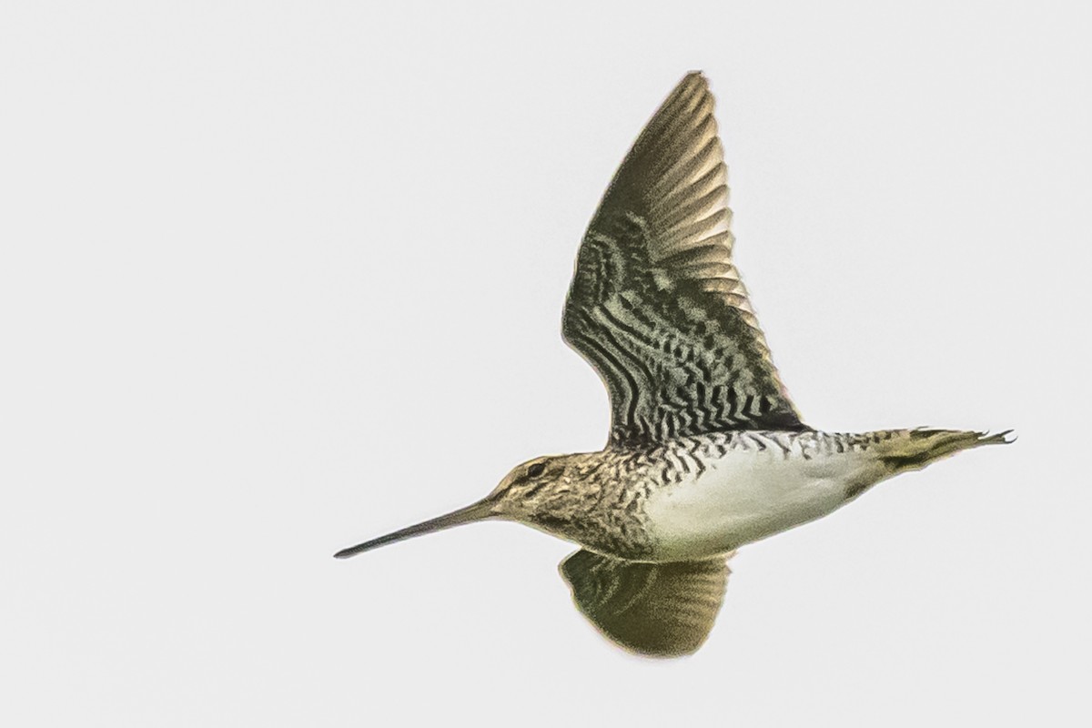 Pantanal Snipe - Amed Hernández