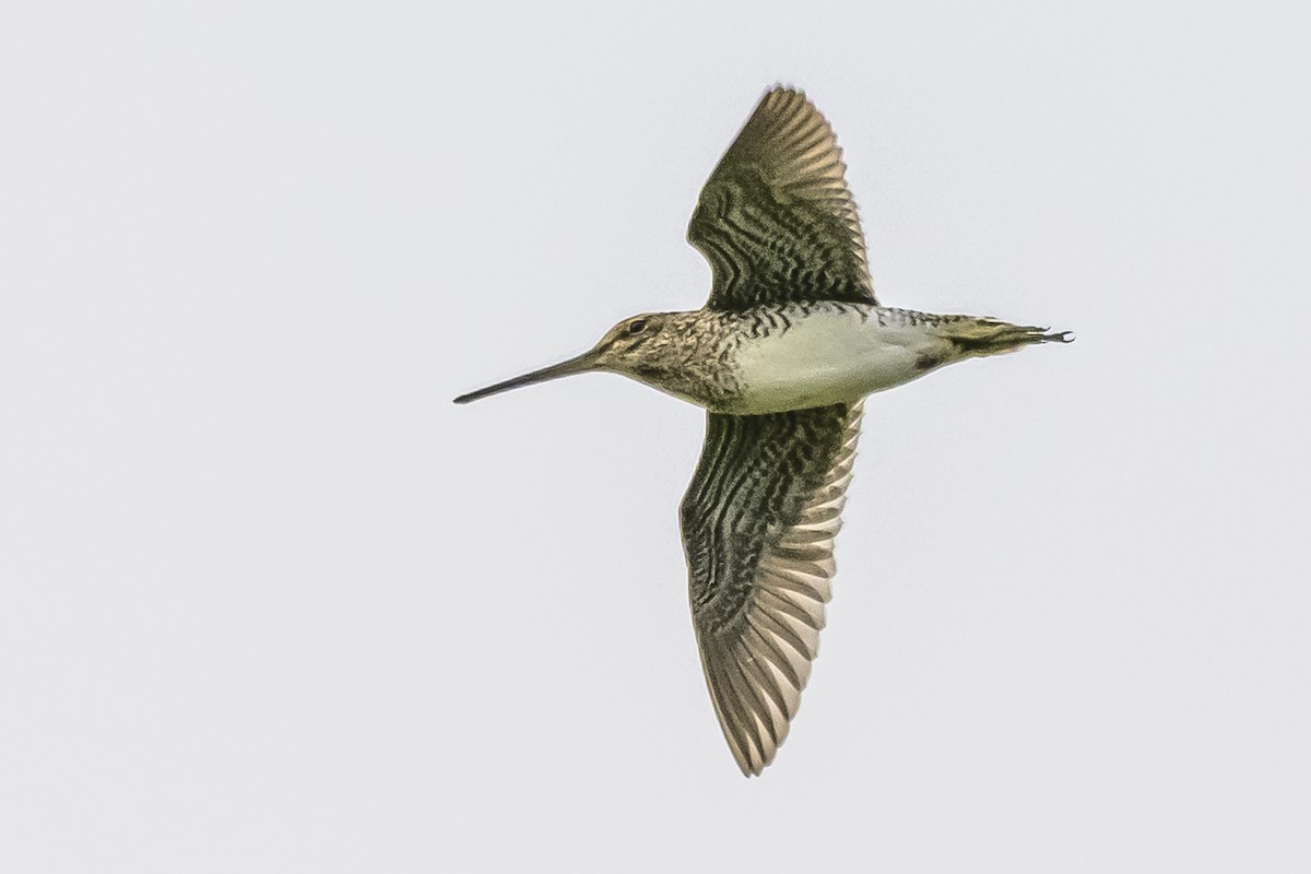 Pantanal Snipe - Amed Hernández