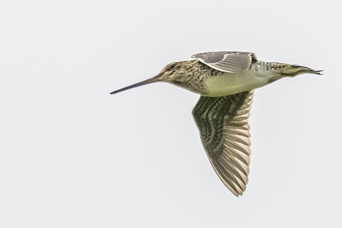 Pantanal Snipe - Amed Hernández