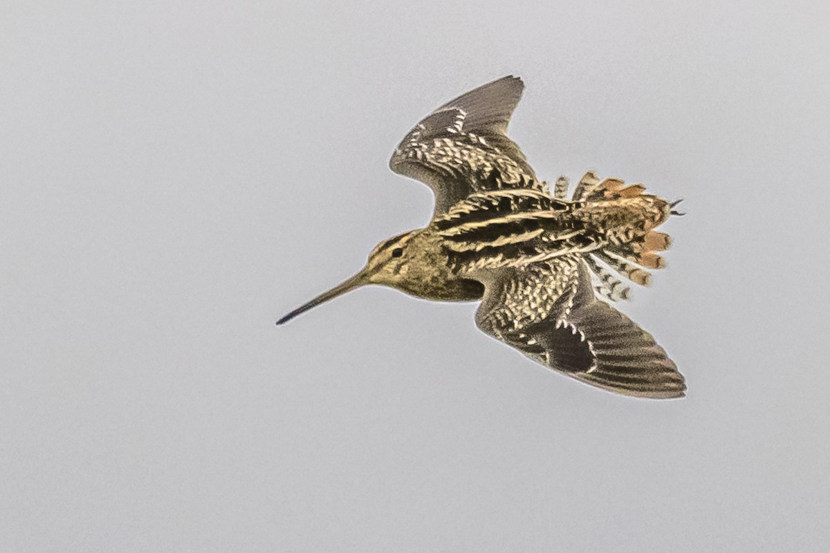 Pantanal Snipe - Amed Hernández