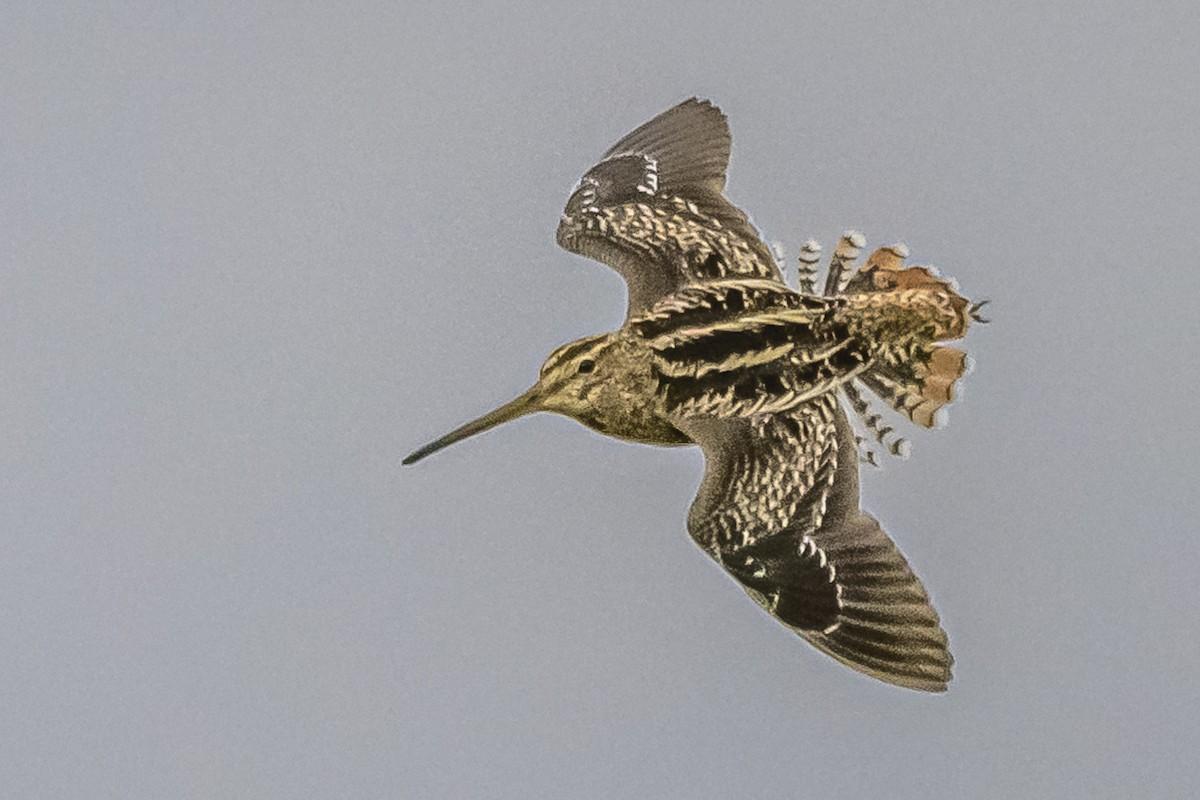 Pantanal Snipe - ML619539412