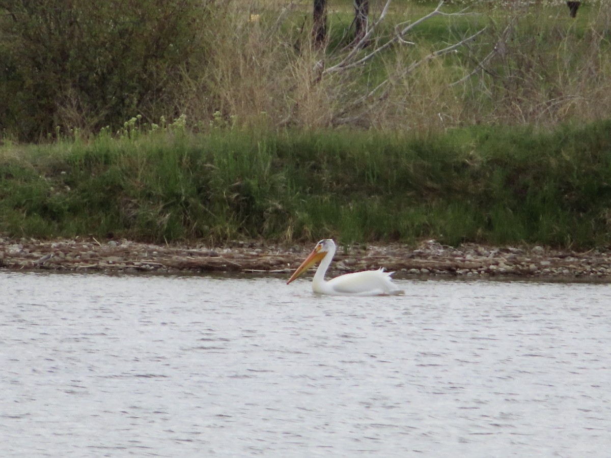 American White Pelican - ML619539413