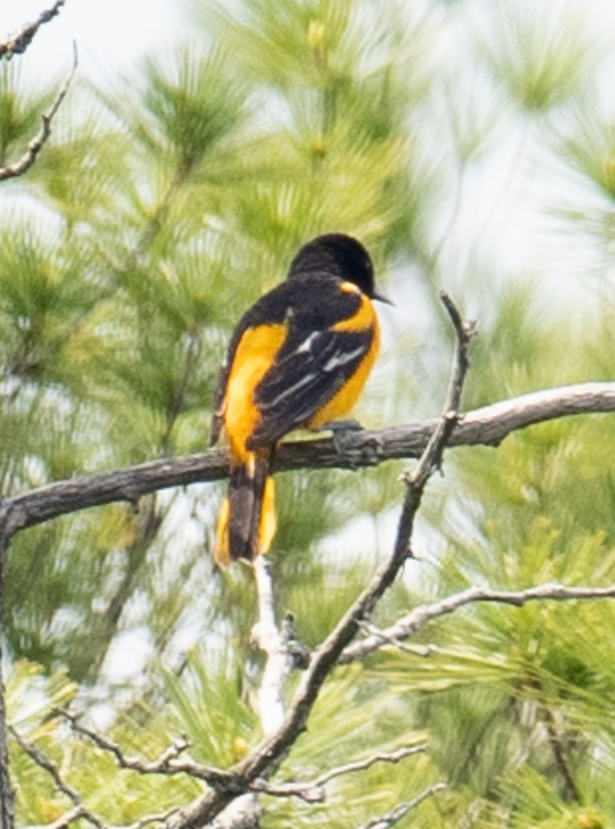 Baltimore Oriole - Lynn Chapman