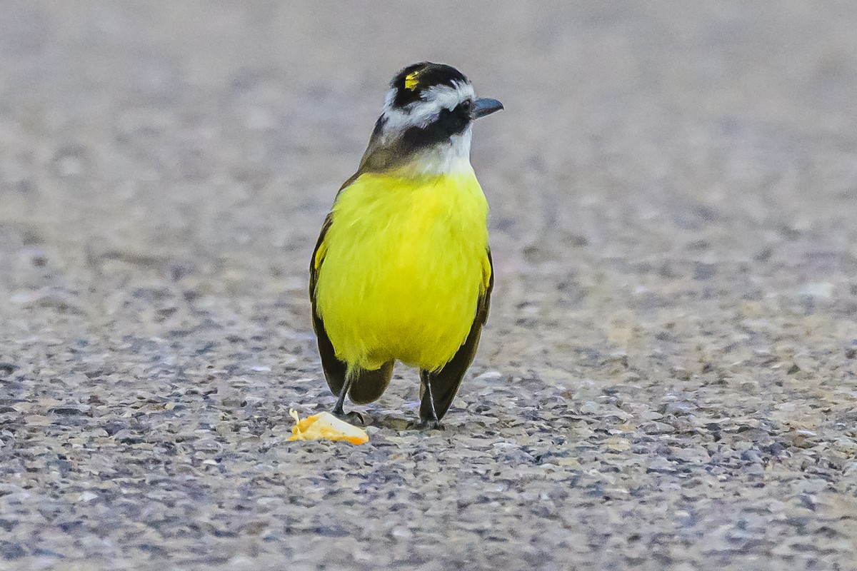 Great Kiskadee - Amed Hernández