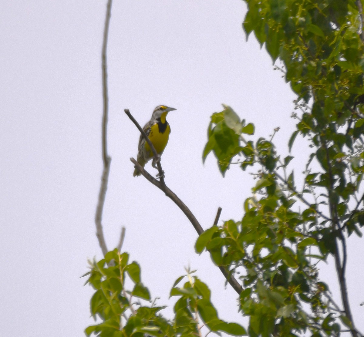 Eastern Meadowlark - Steve Drake