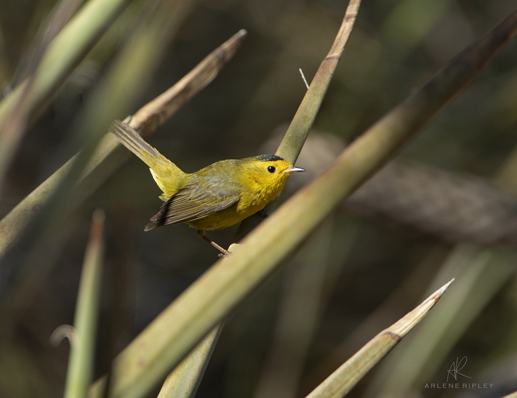 Wilson's Warbler - Arlene Ripley