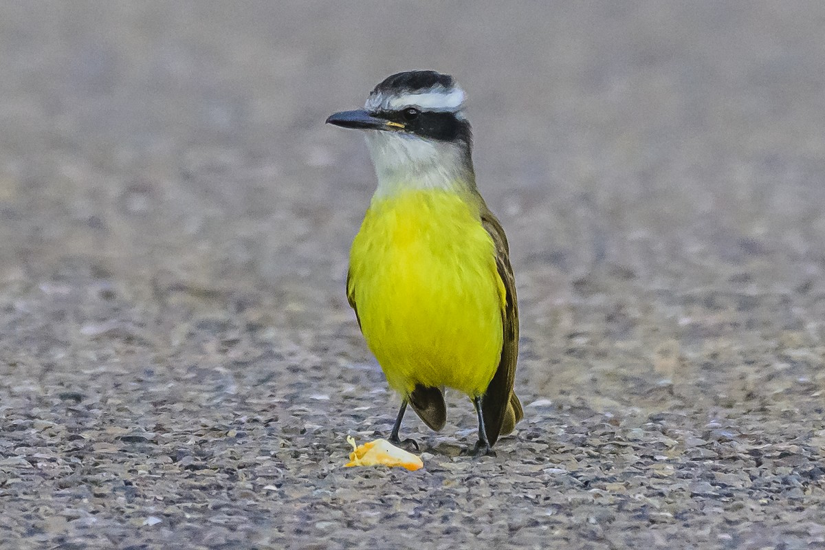 Great Kiskadee - Amed Hernández