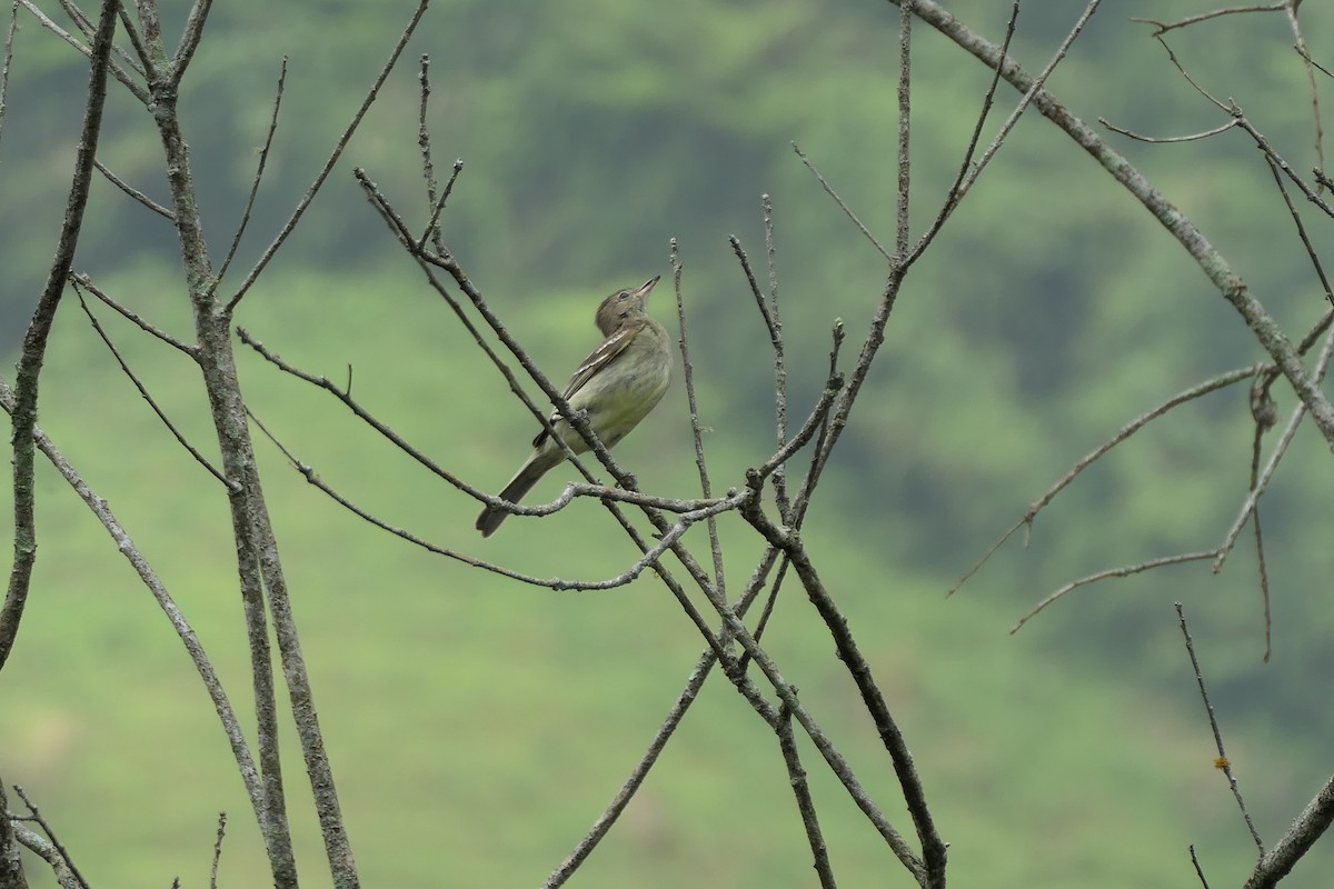 Eastern Wood-Pewee - ML619539428