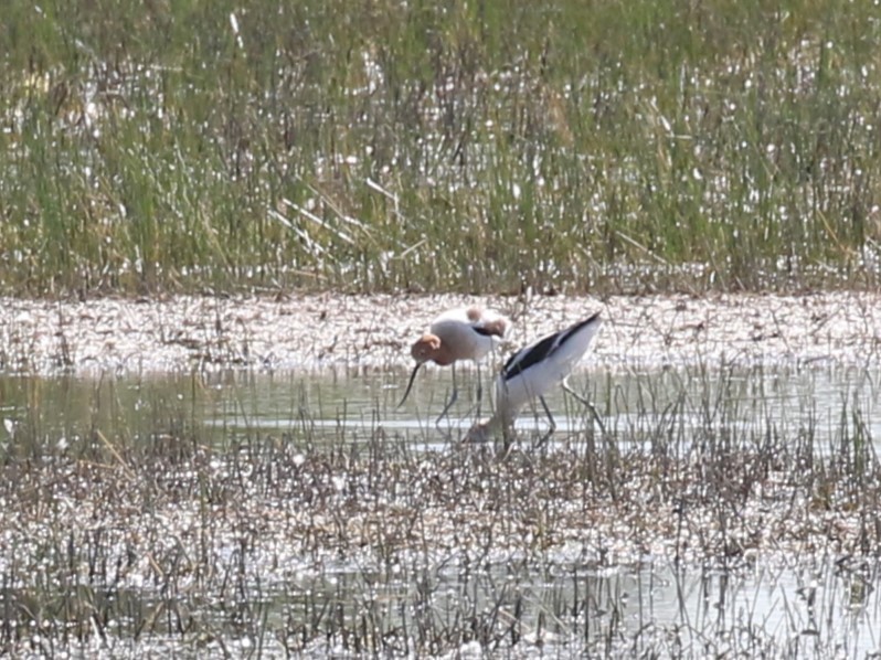 Avocette d'Amérique - ML619539432