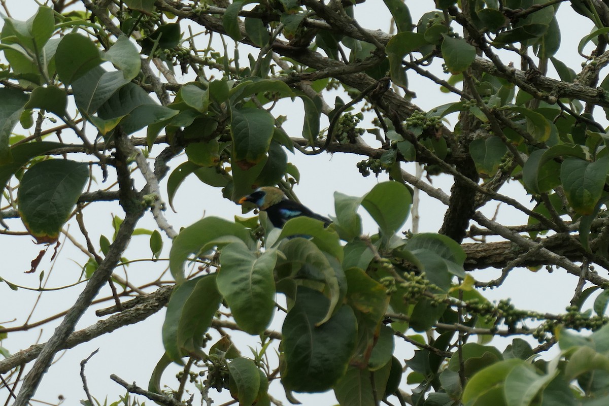 Golden-hooded Tanager - ML619539433