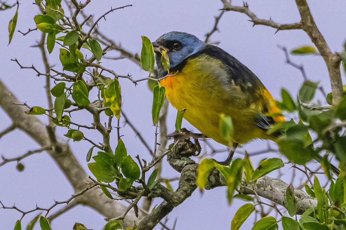 Blue-and-yellow Tanager - Amed Hernández