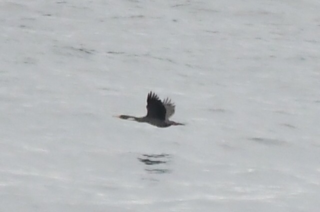 Red-legged Cormorant - Miguel Arribas Tiemblo