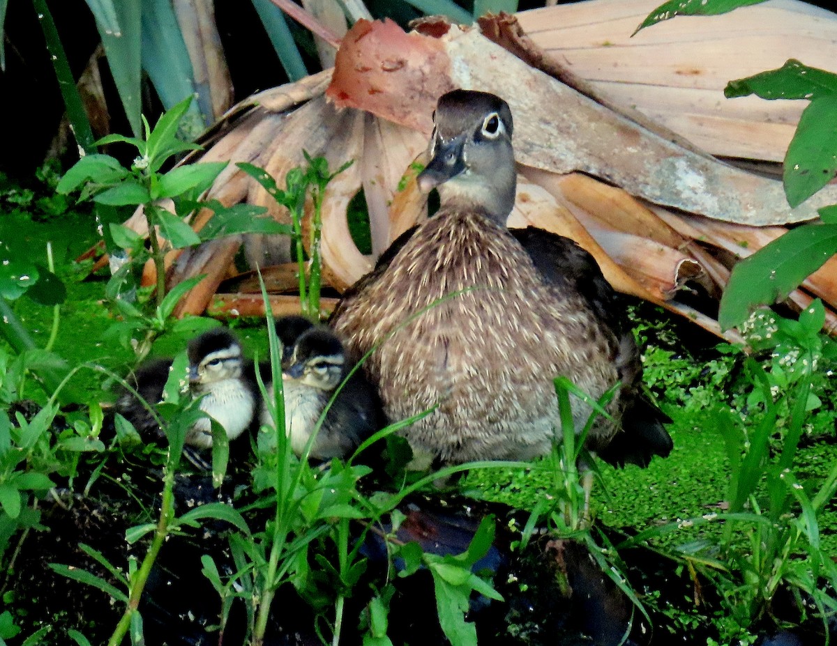 Wood Duck - Linda  Fell