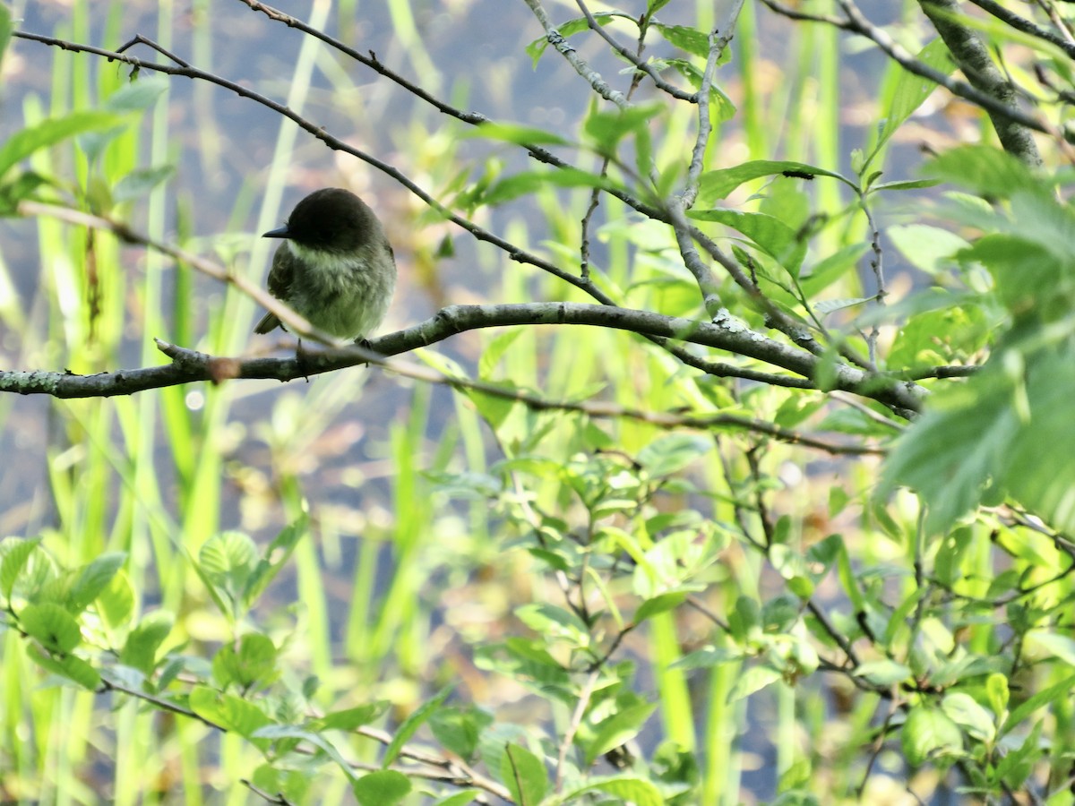 Eastern Phoebe - scott baldinger