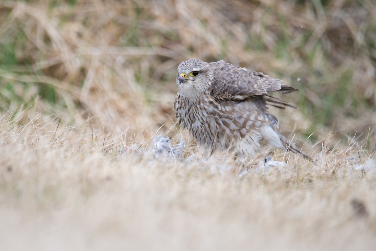 Merlin (Prairie) - Jameson Koehn