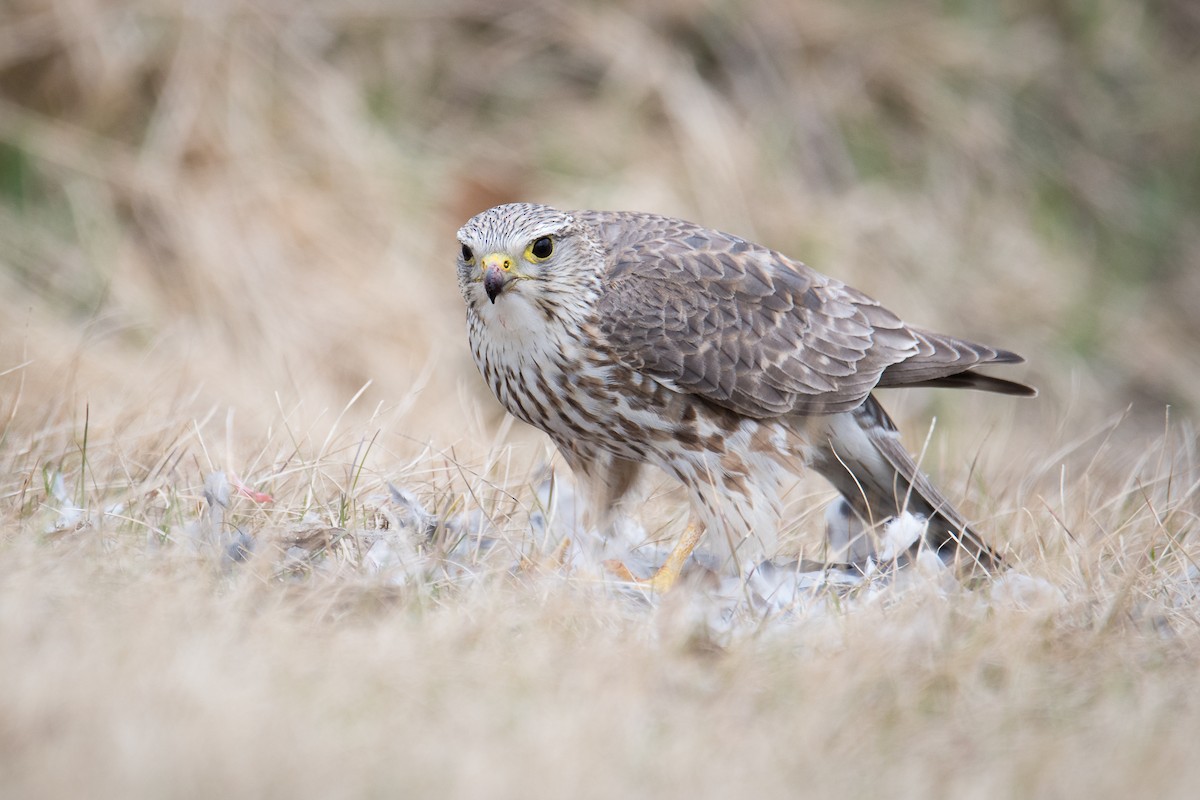 Merlin (Prairie) - Jameson Koehn