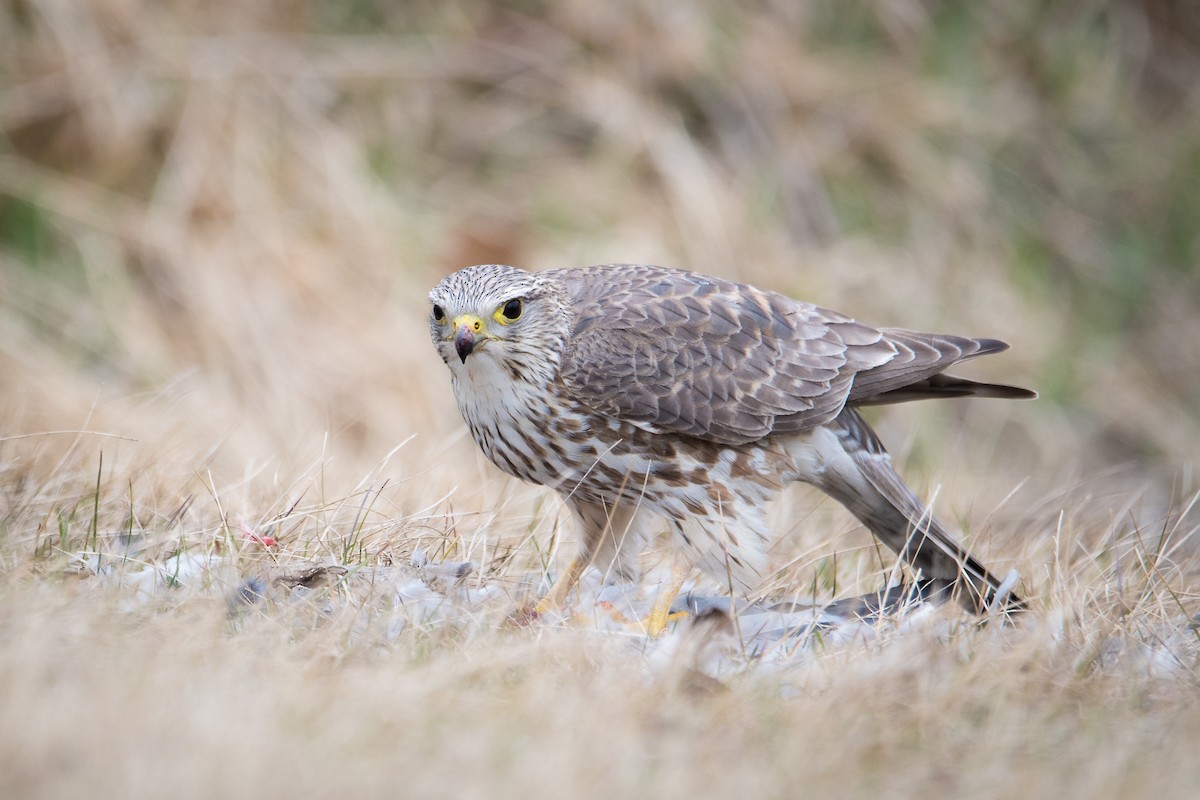 Merlin (Prairie) - Jameson Koehn