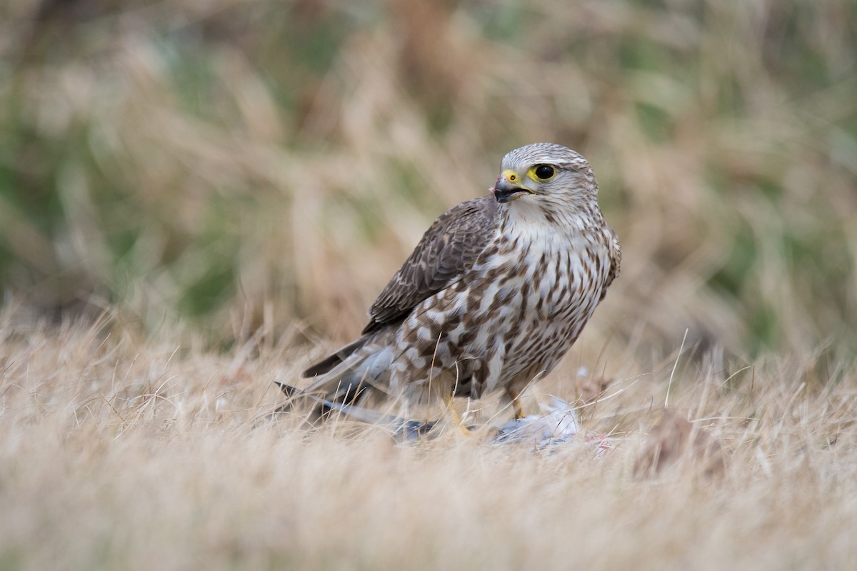 Merlin (Prairie) - Jameson Koehn