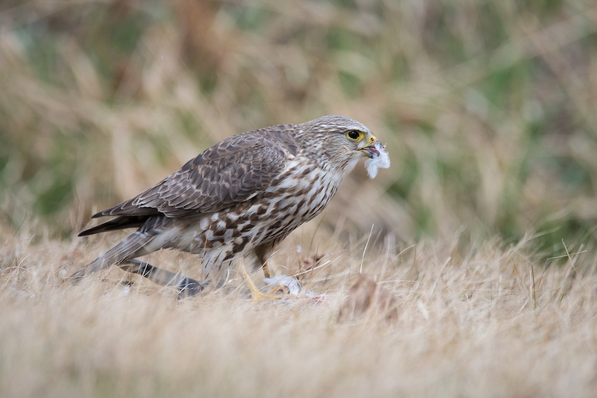 Merlin (Prairie) - Jameson Koehn