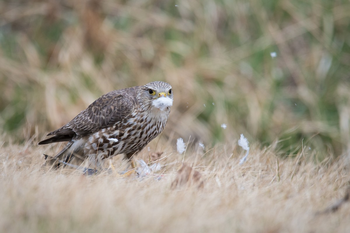 Merlin (Prairie) - Jameson Koehn