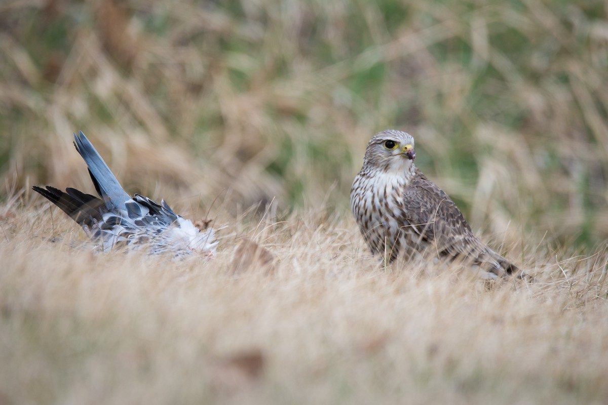 Merlin (Prairie) - Jameson Koehn