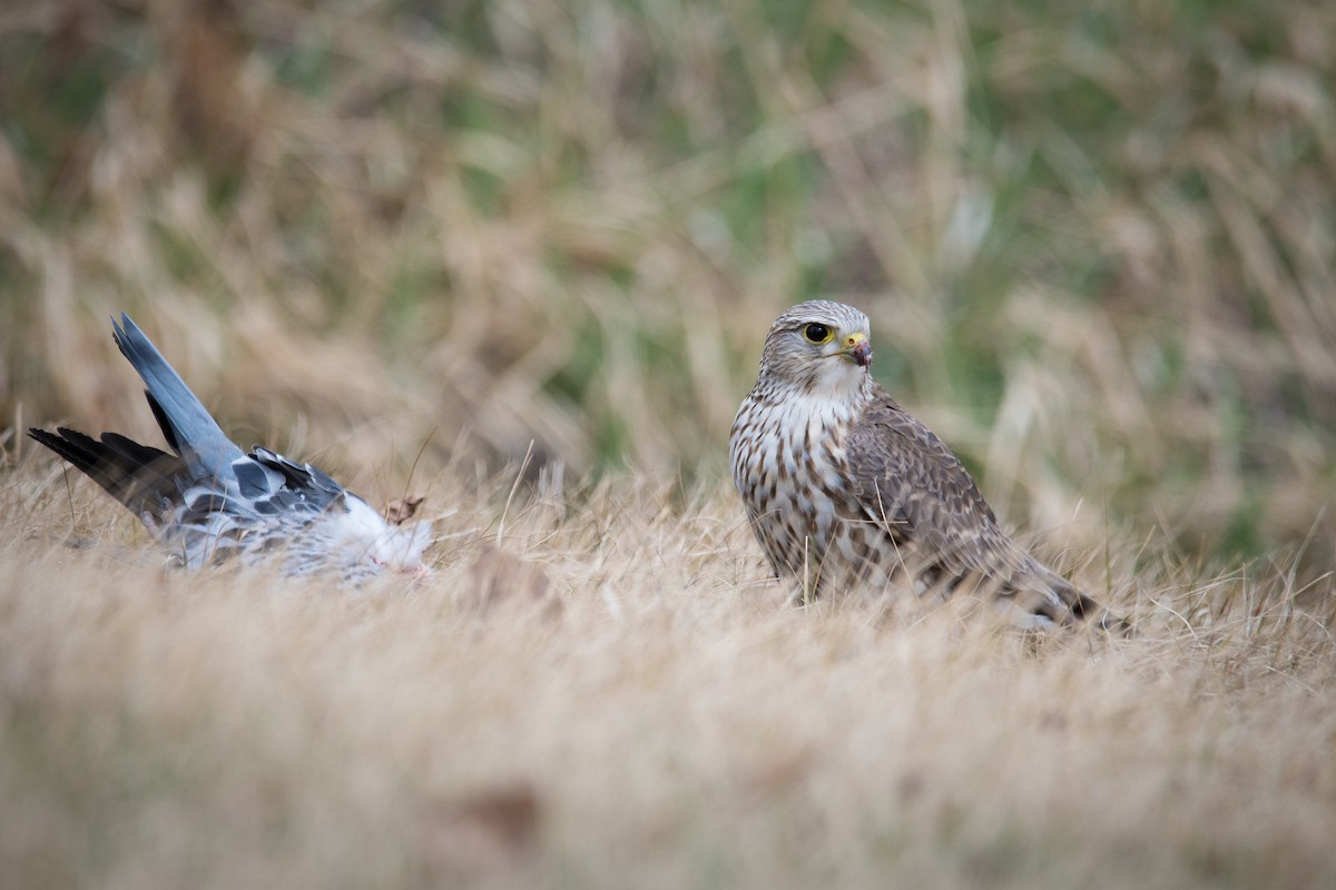 Merlin (Prairie) - Jameson Koehn