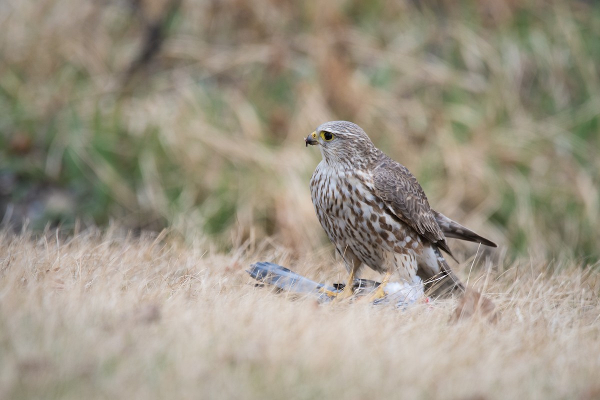 Merlin (Prairie) - Jameson Koehn