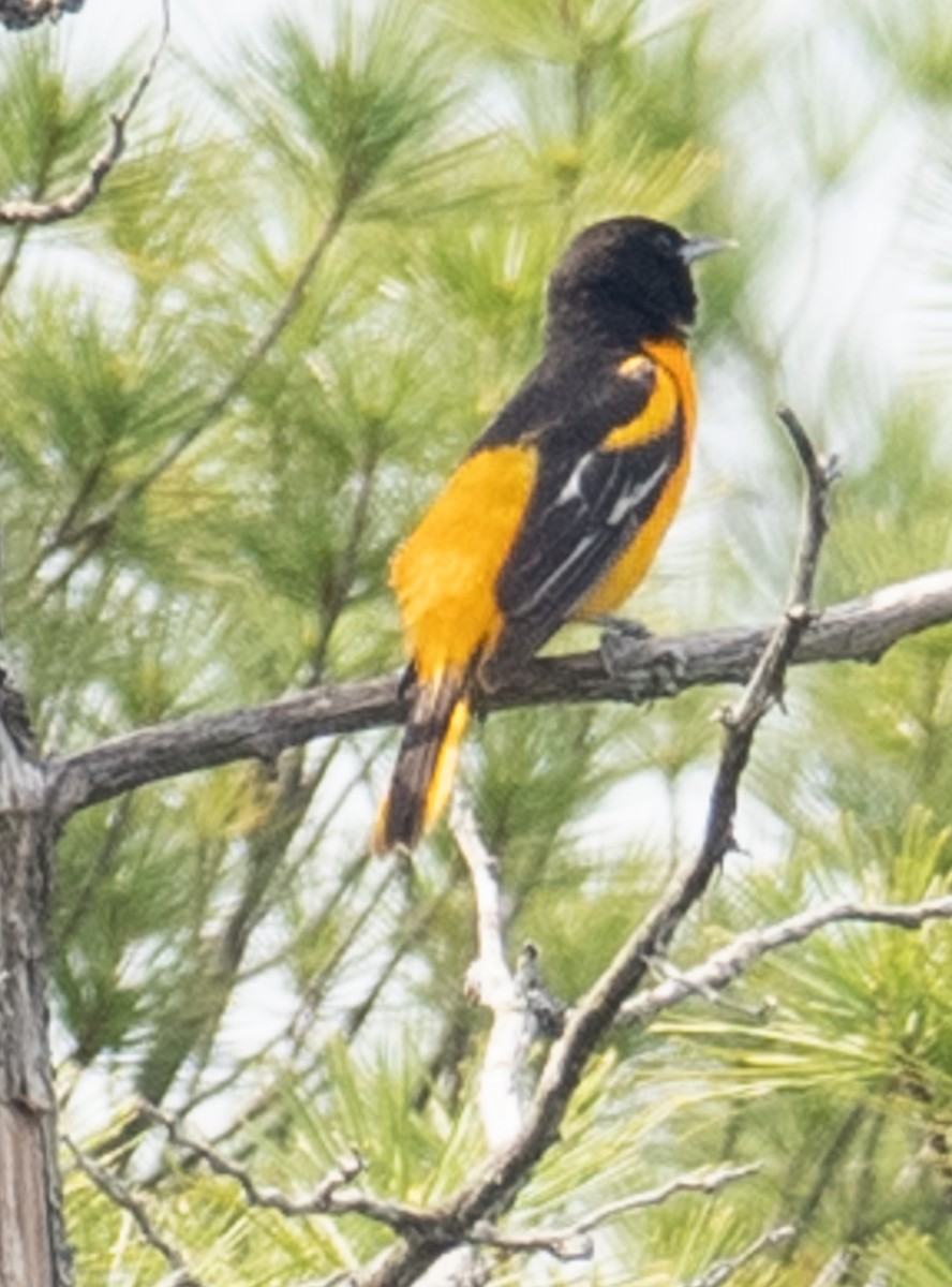 Baltimore Oriole - Lynn Chapman