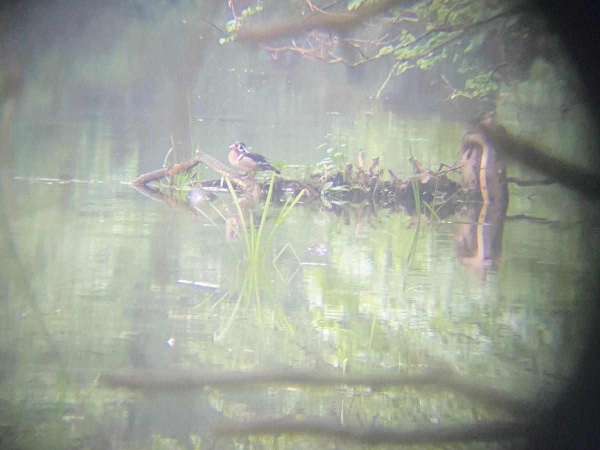 Wood Duck - Paul Hartung