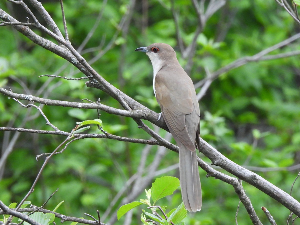 Black-billed Cuckoo - Susan Gratton