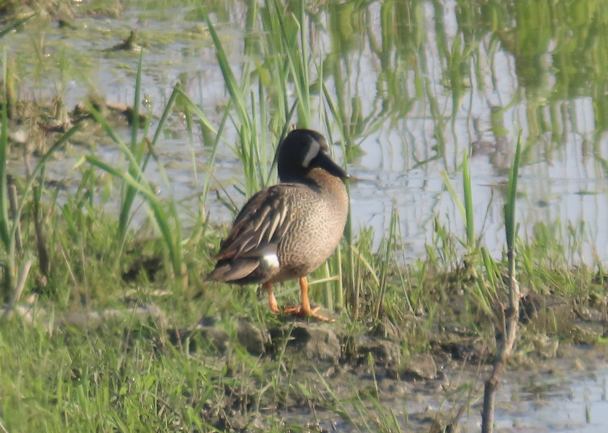 Blue-winged Teal - ML619539477