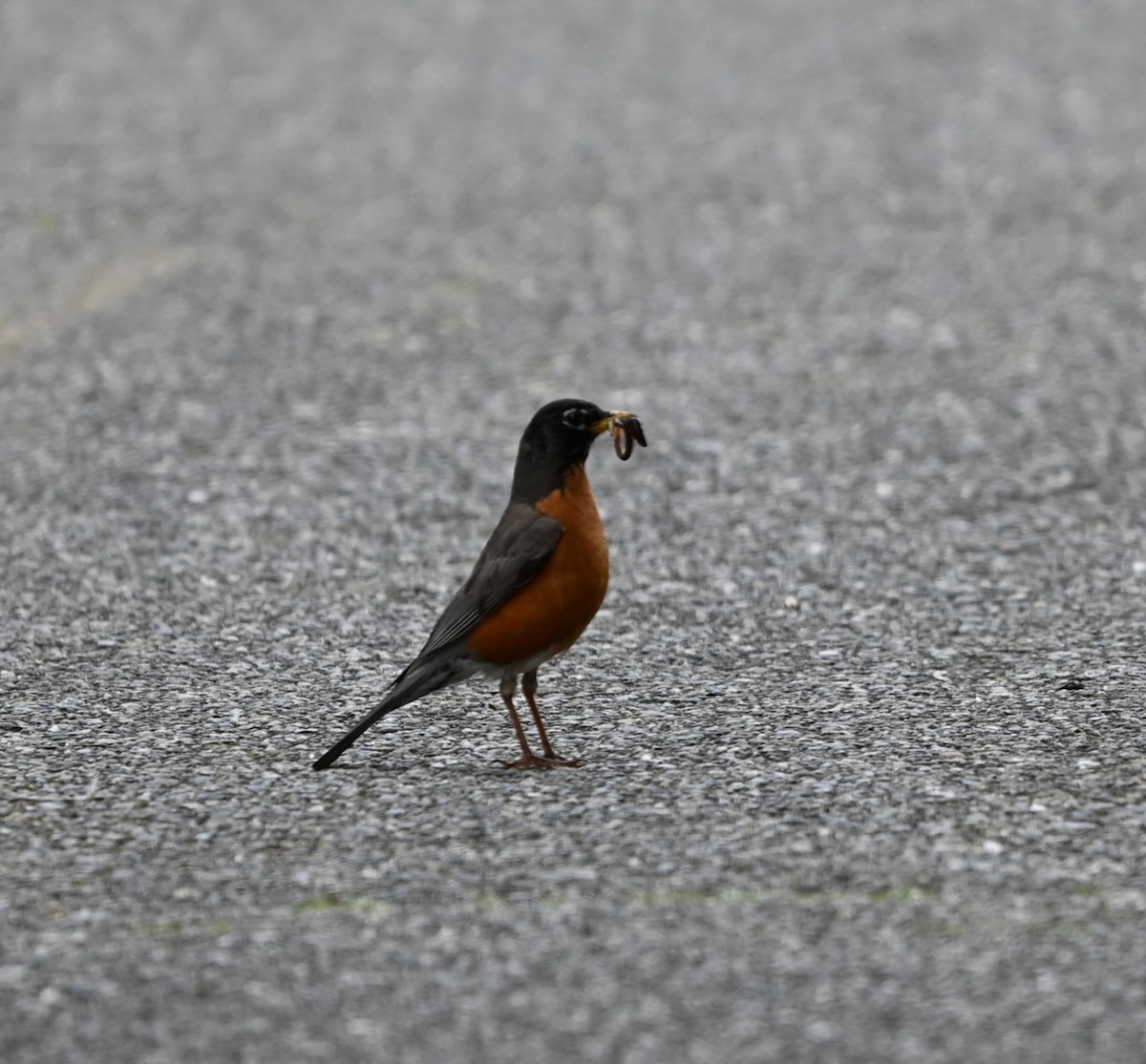 American Robin - Ralph Erickson