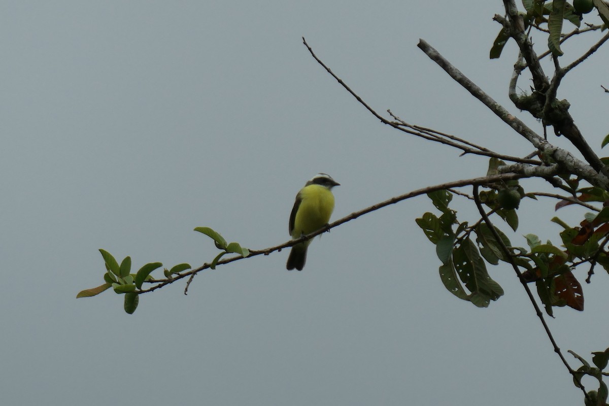 Social Flycatcher - Jason Griffin-Mauff