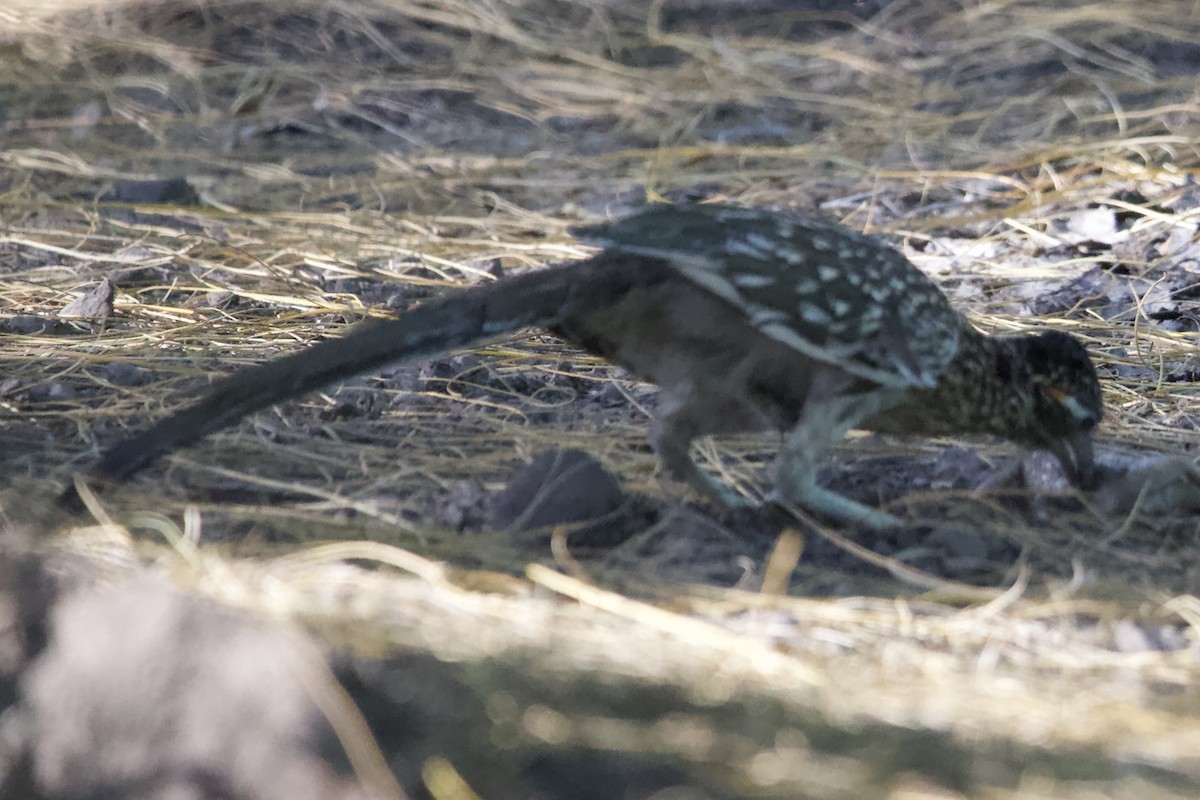 Greater Roadrunner - Robert Snider