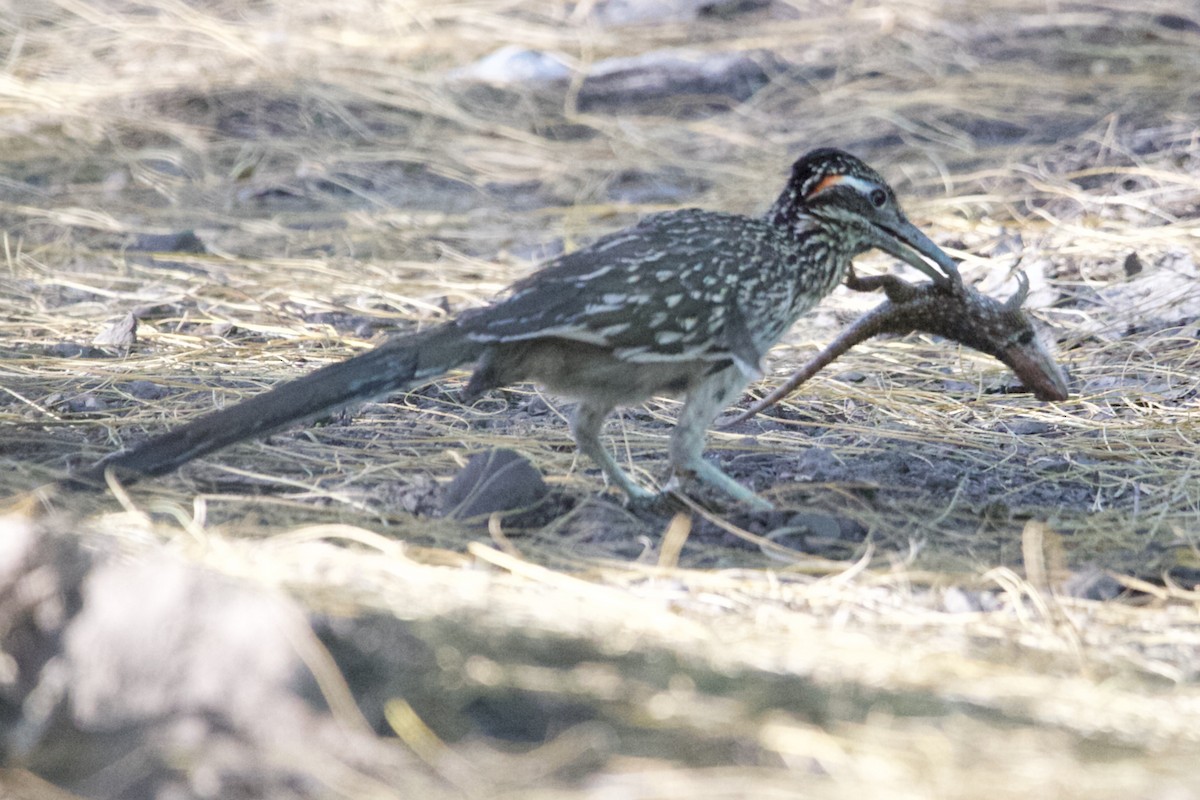 Greater Roadrunner - Robert Snider