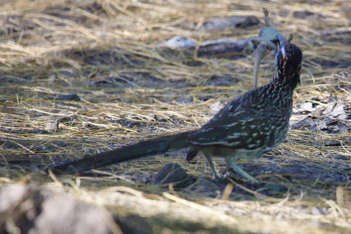 Greater Roadrunner - Robert Snider