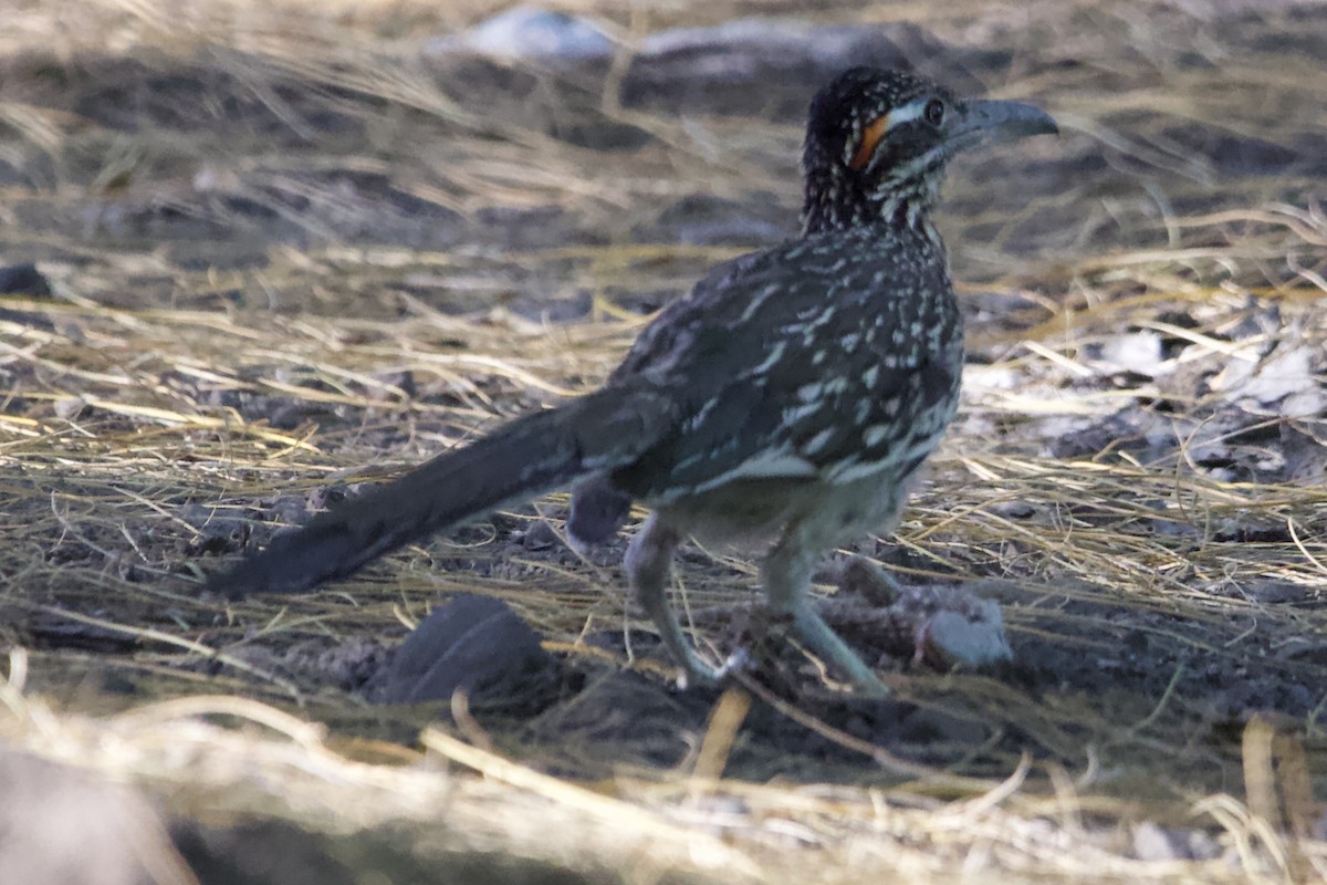 Greater Roadrunner - Robert Snider