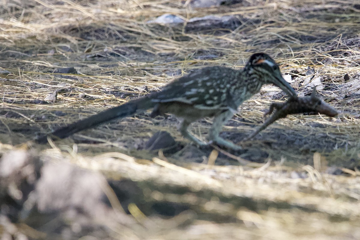 Greater Roadrunner - Robert Snider