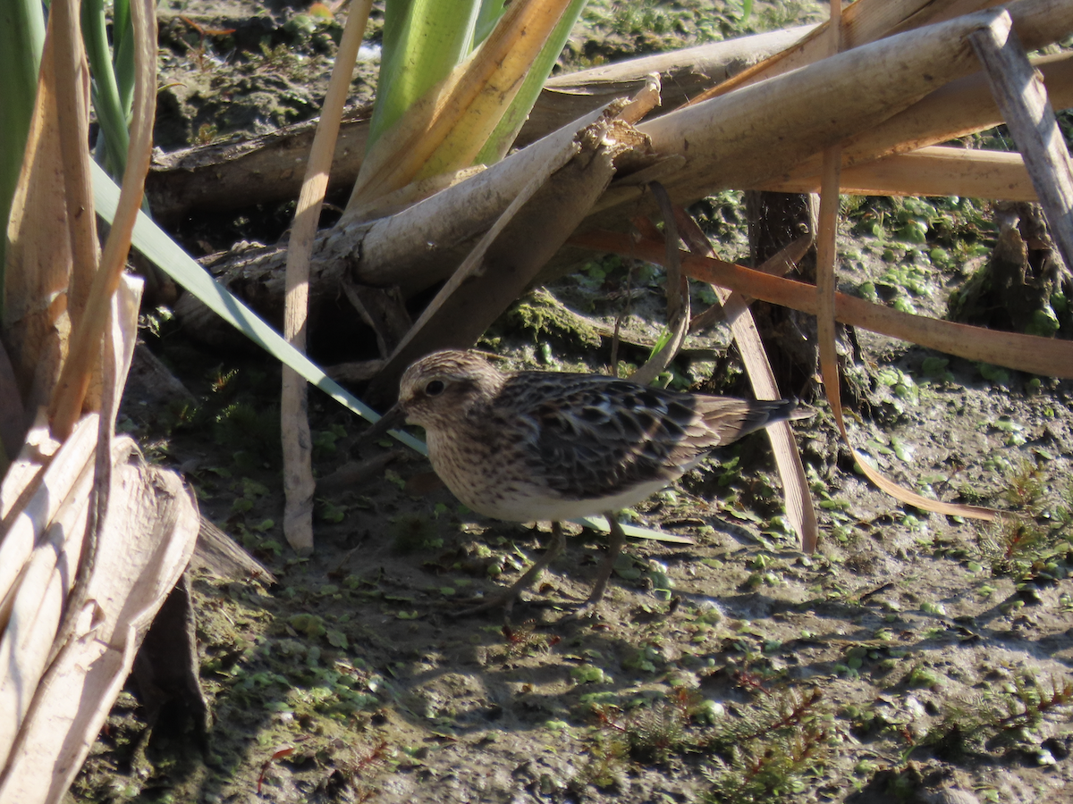 Least Sandpiper - Angie Trumbo