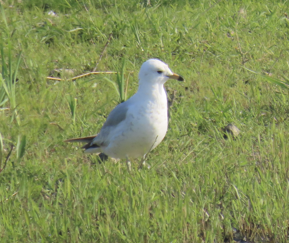 Ring-billed Gull - ML619539490